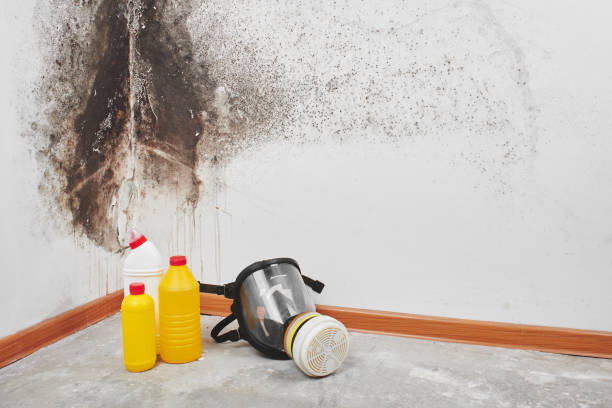 Best Emergency Mold Removal  in Winona, MS