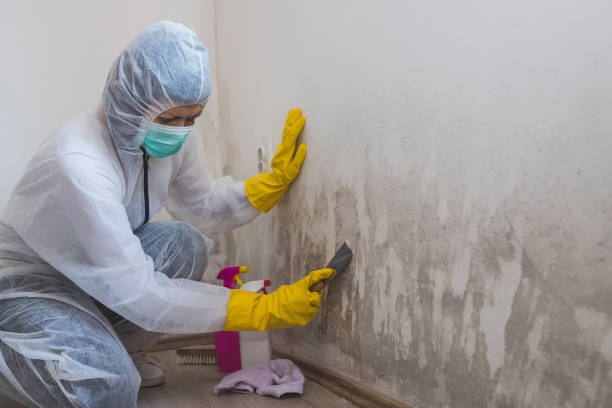Best Professional Mold Removal  in Winona, MS
