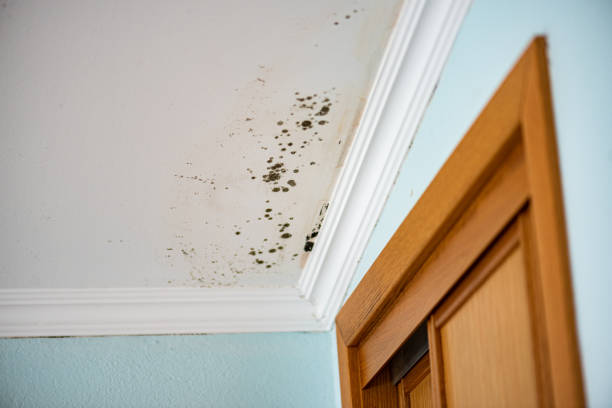 Best Black Mold Removal  in Winona, MS