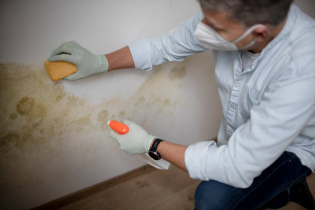 Professional Mold Removal in Winona, MS