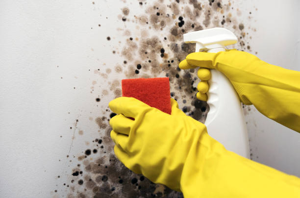 Best Local Mold Removal Service  in Winona, MS
