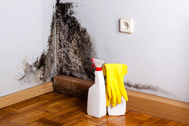Best Professional Mold Removal  in Winona, MS