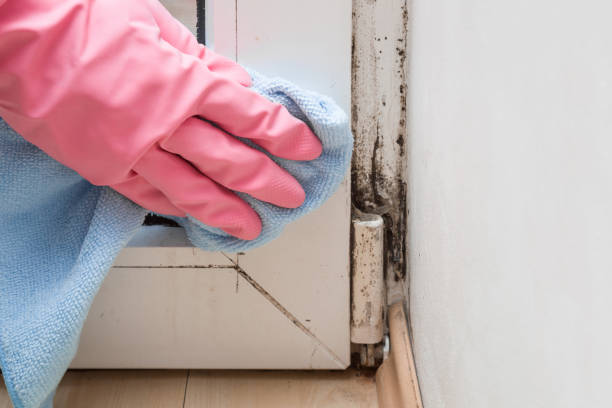 Mold Removal Process in Winona, MS