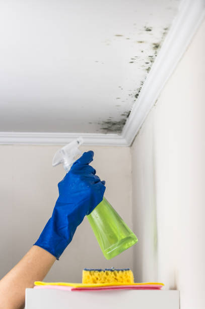 Best Mold Removal and Inspection  in Winona, MS
